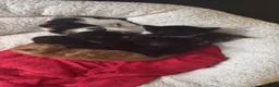 Mixed Breed cats for sale: 5 Moggy Kittens  - Advert 10