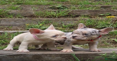 French Bulldog dogs - Advert 14