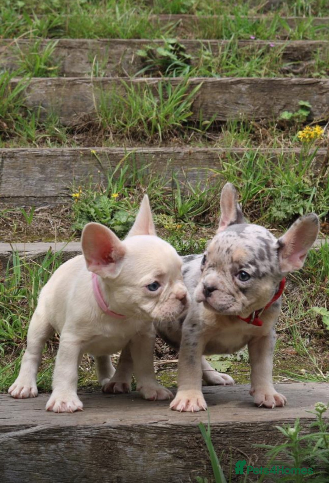 French Bulldog dogs for sale: Stunning blue & lilac merle READY for new homes 🏡 - Image 3