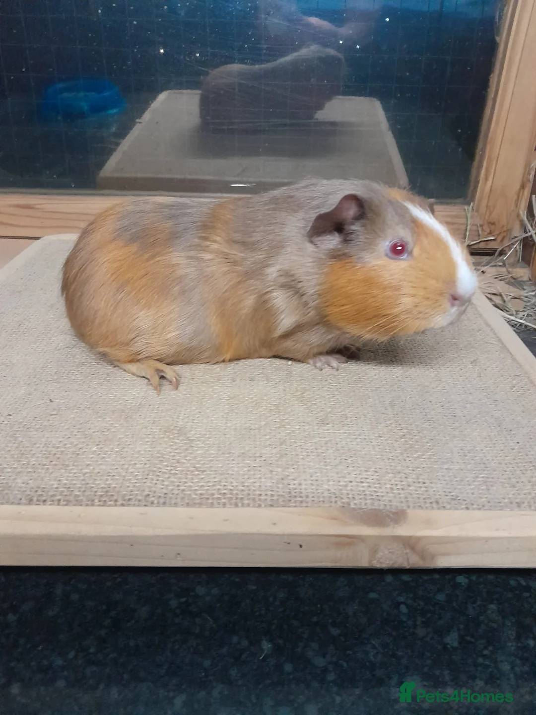 Guinea Pig rodents for sale: Skinnies and guineas for sale  - Advert 9