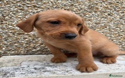 Labrador Retriever dogs for sale: Fox Red Labrador Puppies - Image 8