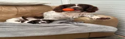 English Springer Spaniel dogs for stud: KC Registered Springer Spaniel Available for Stud - Advert 2