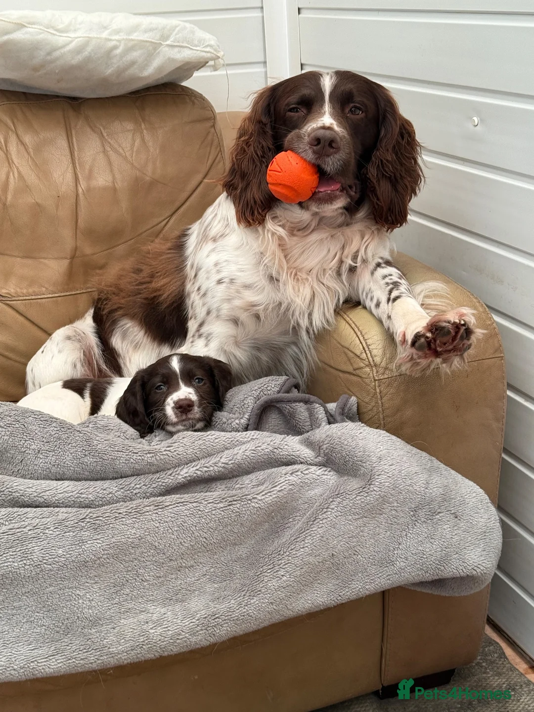 English Springer Spaniel dogs for stud: KC Registered Springer Spaniel Available for Stud - Advert 2