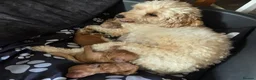 Cavapoochon dogs for sale: Beautiful F1B Toy Cavapoochon Puppies - Advert 32
