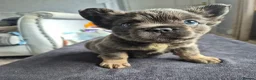 French Bulldog dogs for sale: Full fluffy frenchies in Newport - Advert 5