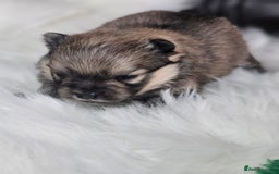 Pomeranian dogs for sale: 4 beautifull pomeranian puppies  - Advert 23