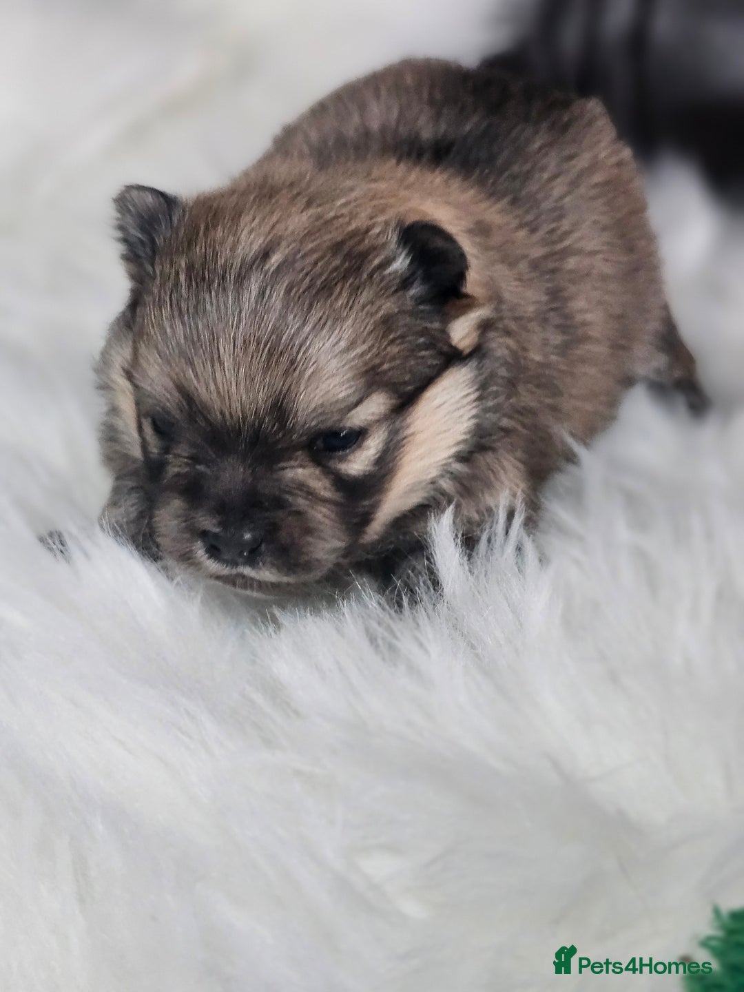 Pomeranian dogs for sale: 4 beautifull pomeranian puppies  - Advert 23