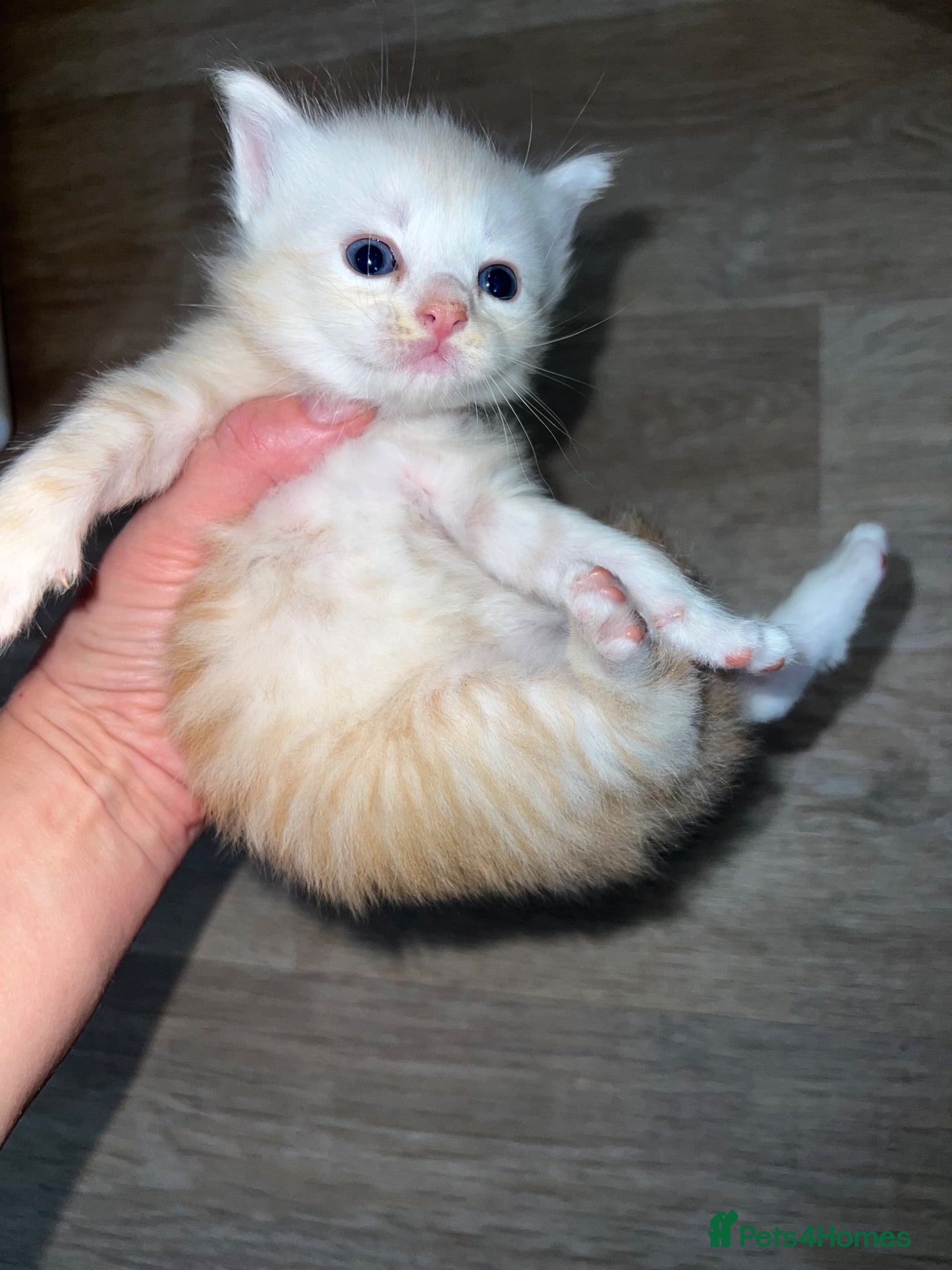 Maine Coon cats 🔥 amazing offer full Maine coon 🔥 Amazing colour - Advert 2