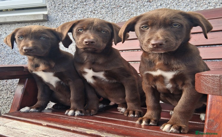 Borador dogs - Advert 5