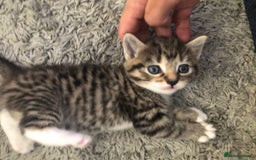 Mixed Breed cats for sale: Kittens for sale - Image 3