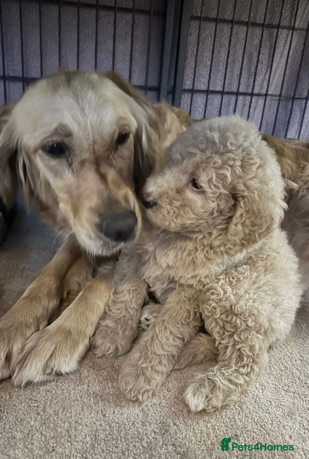 Goldendoodle dogs for sale: Beautiful doodles looking for forever homes - Advert 2