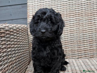 Cockapoo dogs F1b Cockapoo Puppies (One boy left) - Advert 17