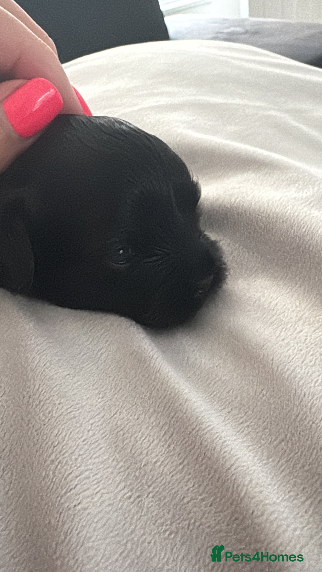 Shihpoo dogs for sale: Shipoo puppies, only 2 boys left  - Image 7