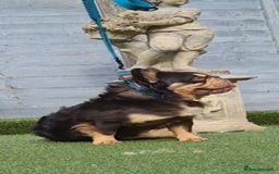 French Bulldog dogs for sale: French buldog visual fluffy male  - Image 9