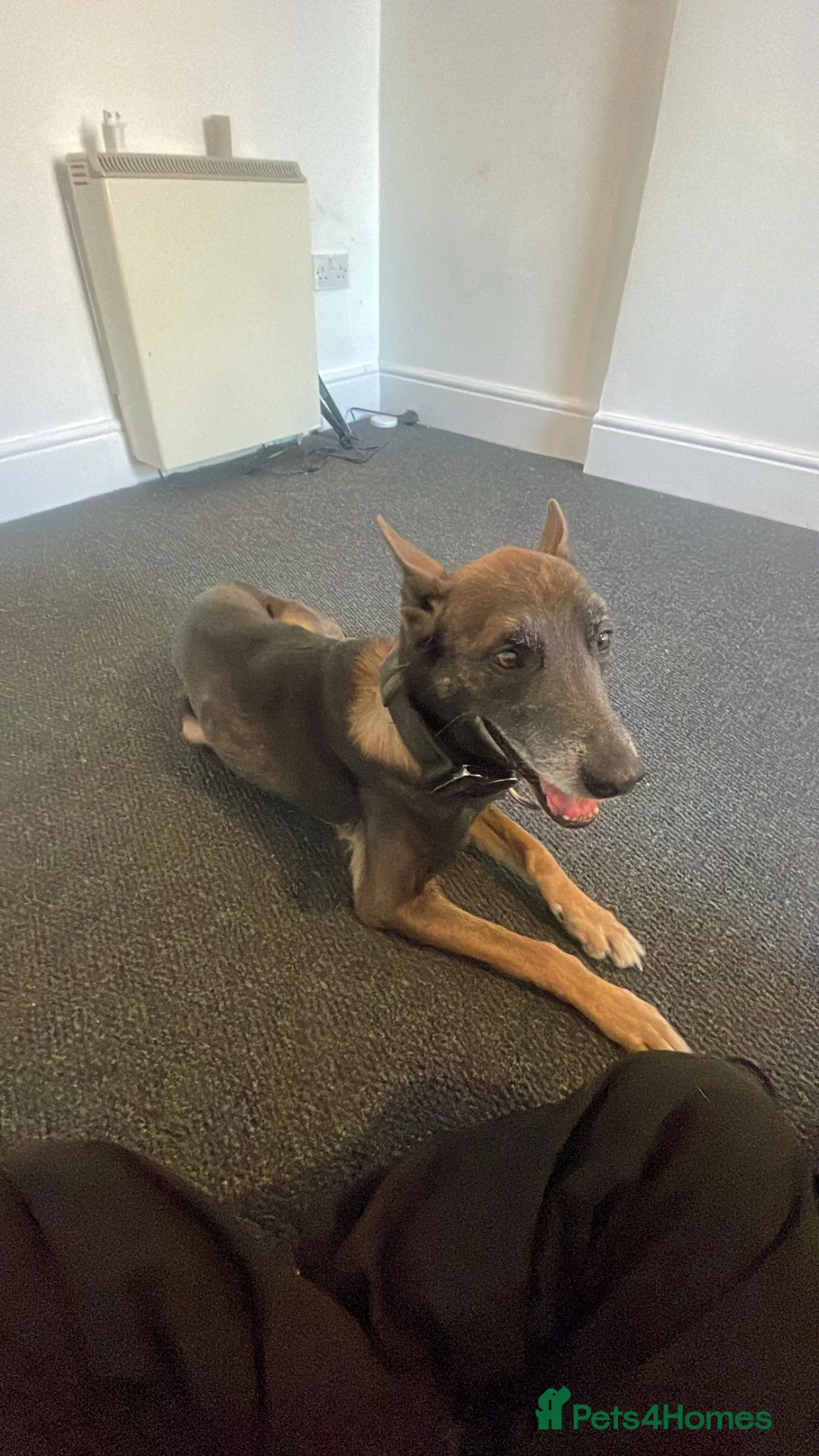 Belgian Shepherd Dog dogs for sale: Belgian shepherd for  **  in Dover - Advert 4