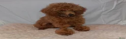 Toy Poodle dogs for stud: Red Toy Poodle stud in Crymych - Advert 2
