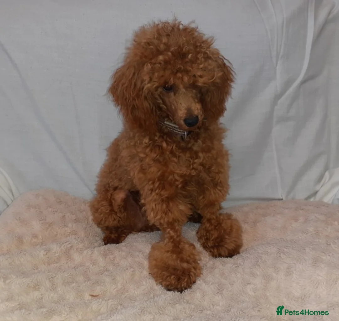 Toy Poodle dogs for stud: Red Toy Poodle stud in Crymych - Advert 2