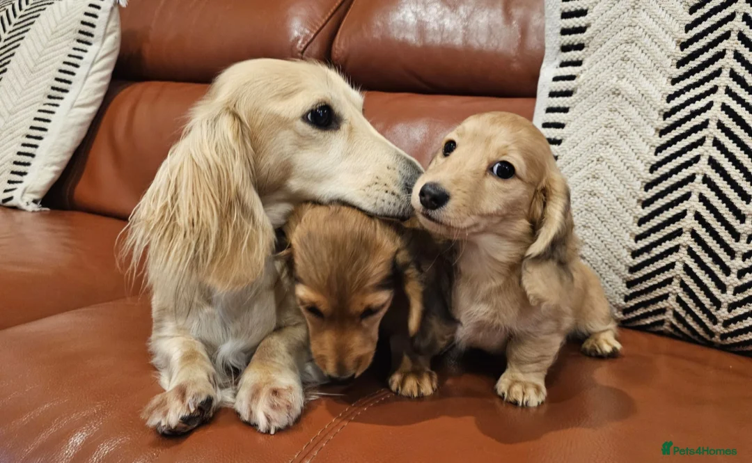 Miniature Dachshund dogs for sale: Cream long haired miniature dachshunds  - Advert 2