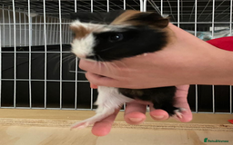 Guinea Pig rodents for sale: 3 Male Guinea Pigs - Image 9