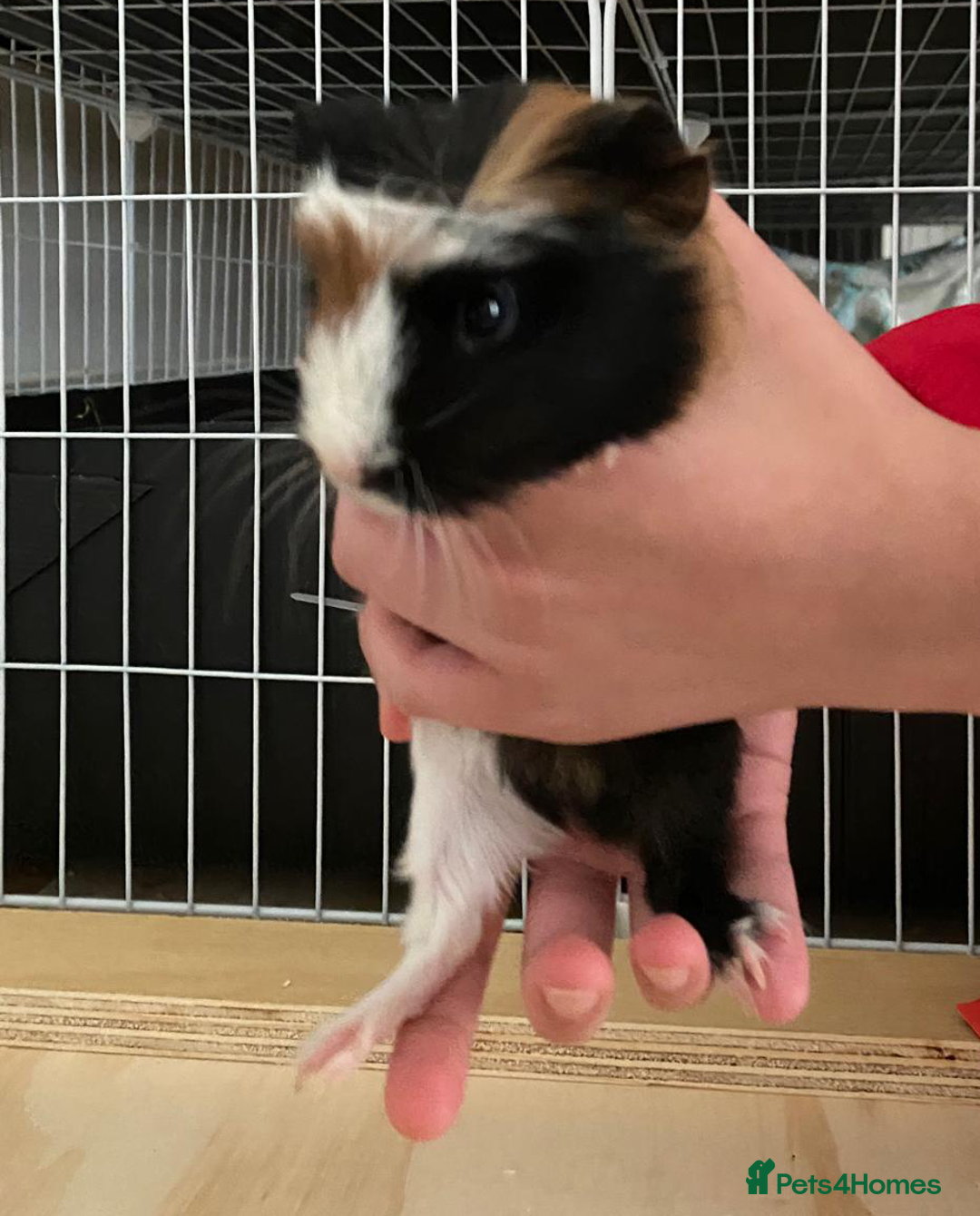 Guinea Pig rodents for sale: 3 Male Guinea Pigs - Image 9