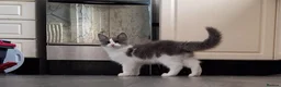 Ragcoon cats for sale: REDUCED!!!! Bouncing beauties ready to go  - Advert 4