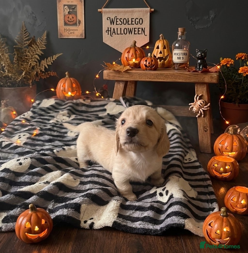 Dachshund dogs for sale: Cream Miniature Dachshund long-haired  - Advert 9