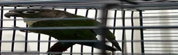 Conures birds for sale:  2 Beautiful conures for sale - Advert 5