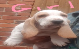 Basset Hound dogs for sale: Basset hound puppies  - Image 9