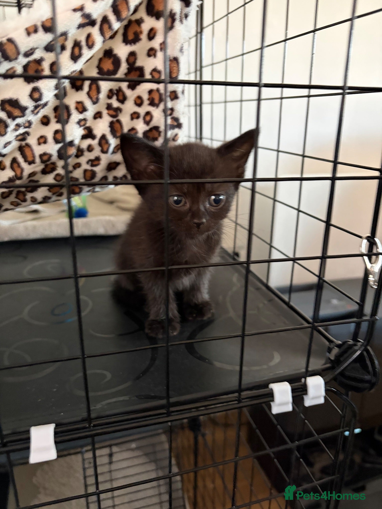 Mixed Breed cats British shorthair x Bombay dwaf kitten - Advert 6