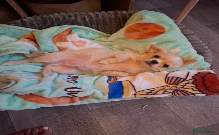 Chihuahua dogs - Advert 1