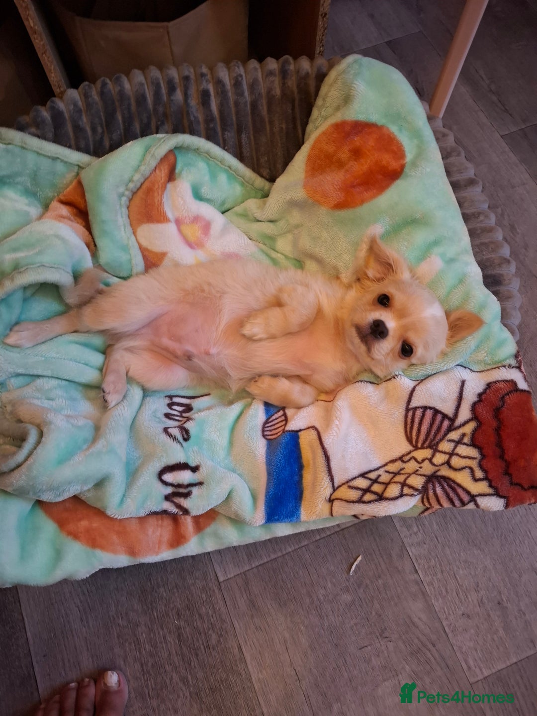 Chihuahua dogs for sale: Mrrss - Image 1