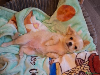Chihuahua dogs for sale - Advert 1
