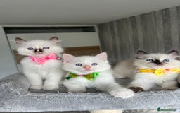 Ragdoll cats for sale: Registered Ragdoll kittens LAST GIRL HCM/PKD clear - Image 3