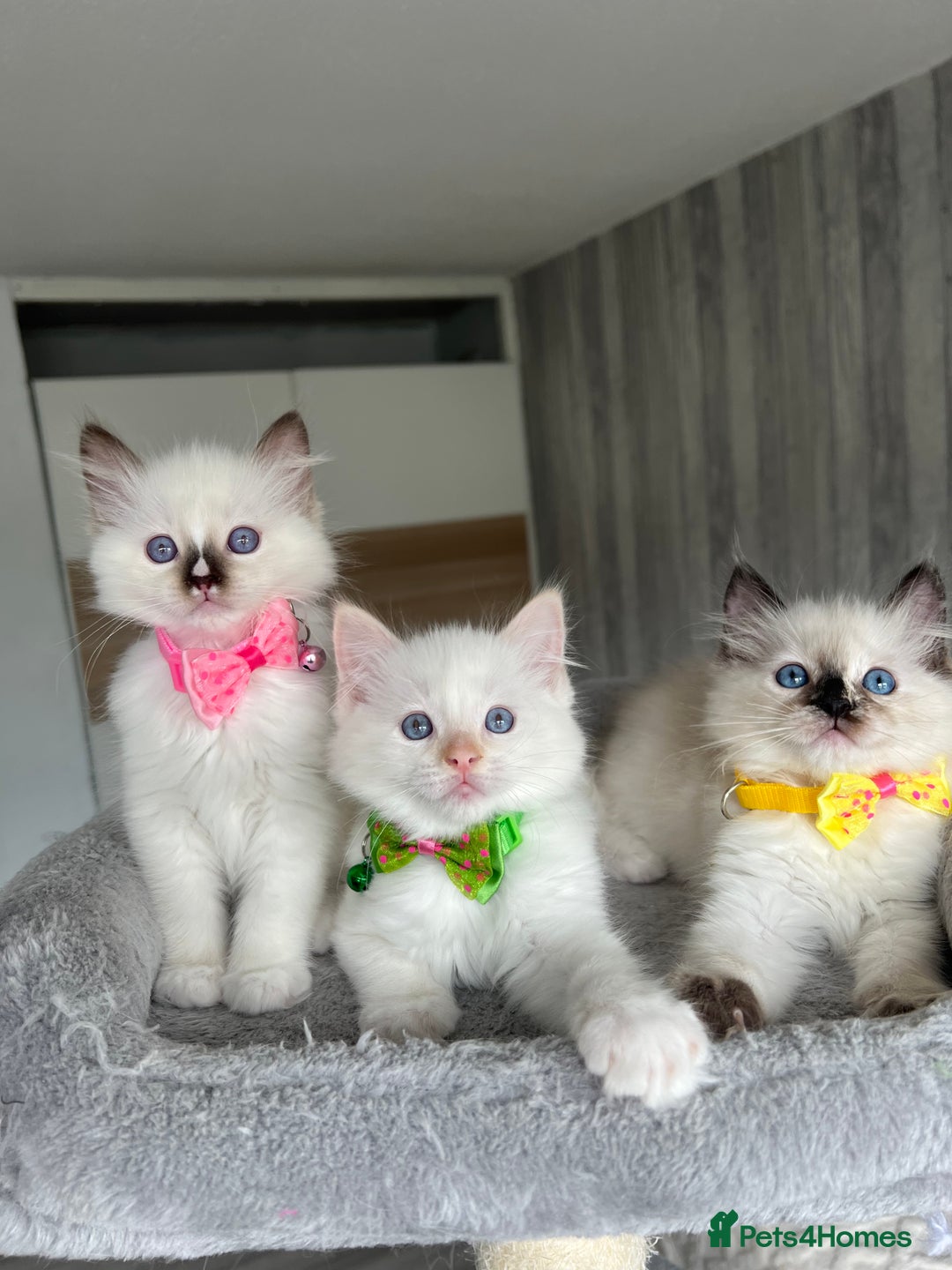 Ragdoll cats for sale: Registered Ragdoll kittens LAST GIRL HCM/PKD clear - Image 3