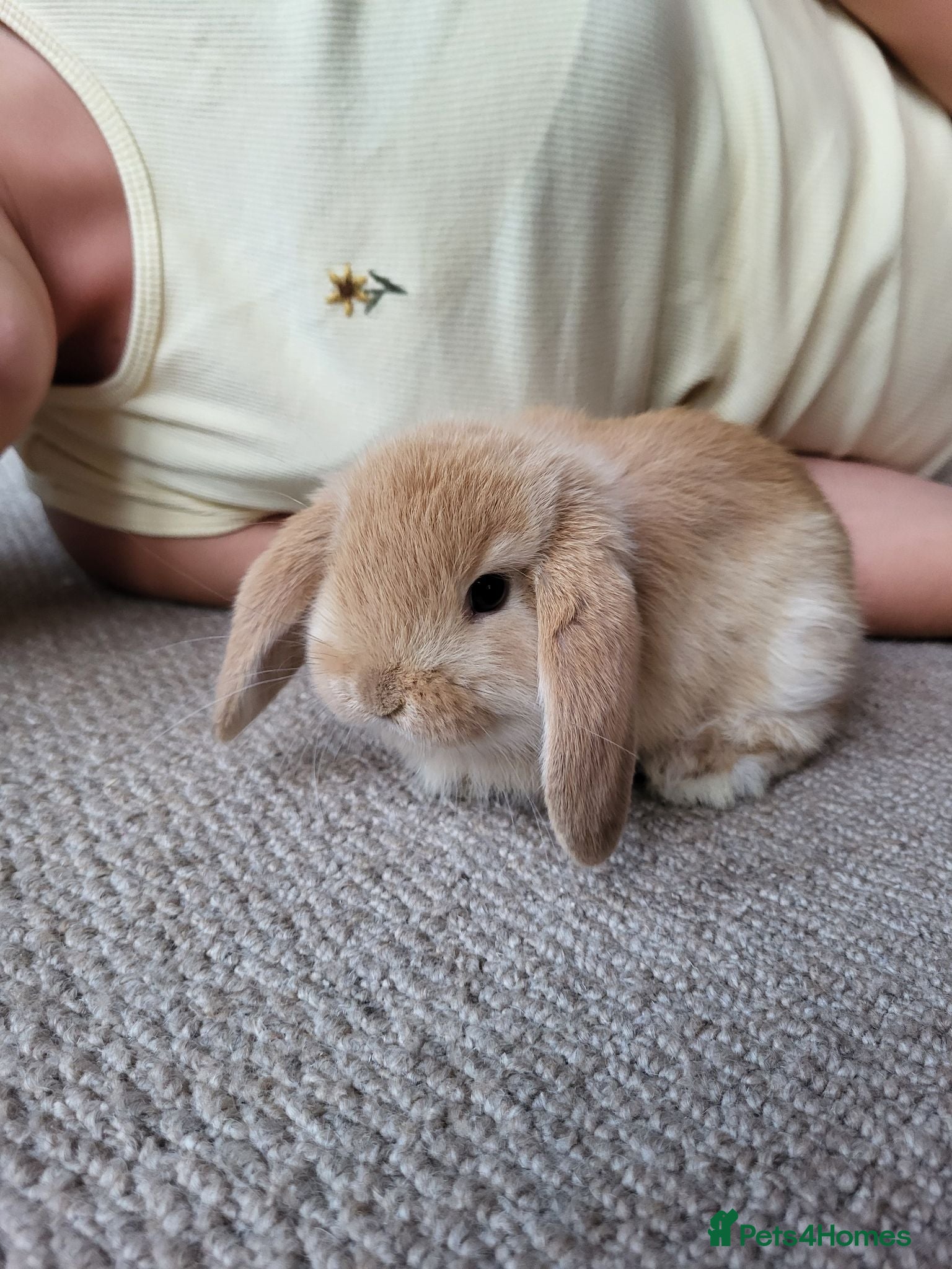 Mini Lop rabbits Mini Lop Bunnies ready for reserve male & female - Advert 2