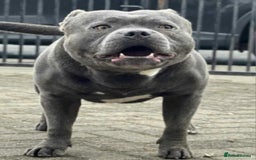 Staffordshire Bull Terrier dogs for sale: Staffordshire Bull Terrier Pups KC REGISTERED  - Image 22