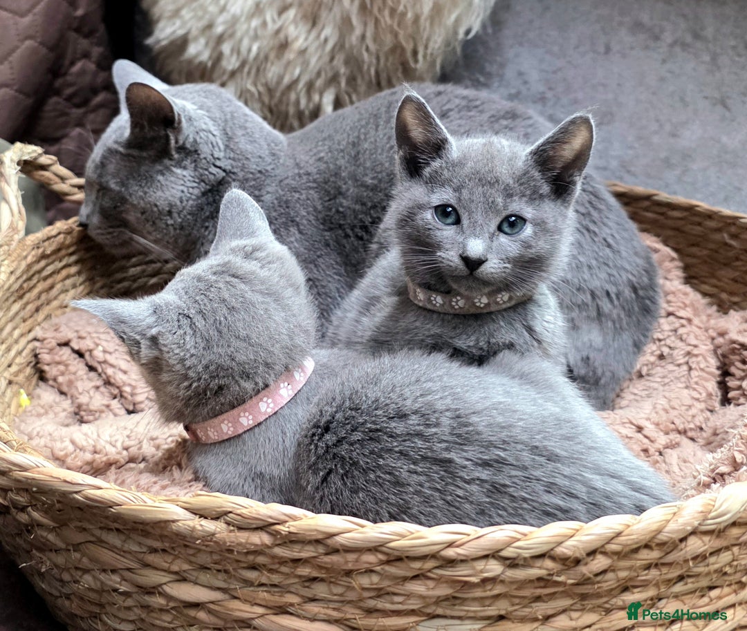 Russian Blue cats for sale: Pedigree Russian blue kittens NORTH LONDON  - Image 12