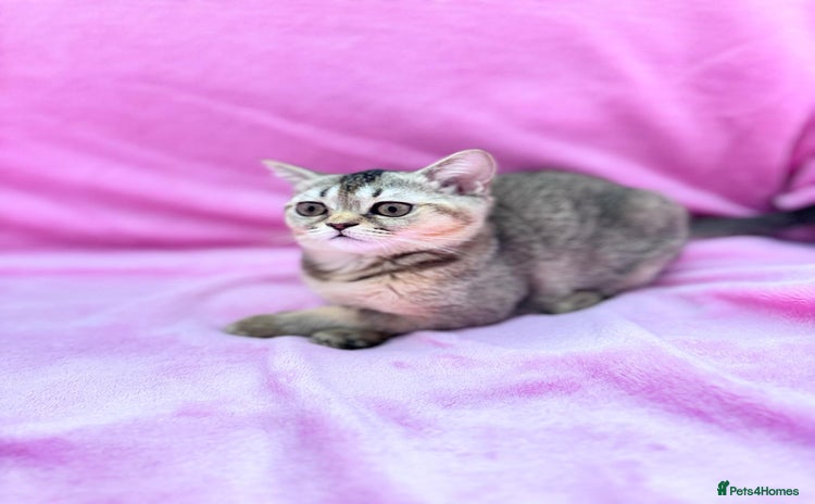 Scottish Fold cats - Advert 2
