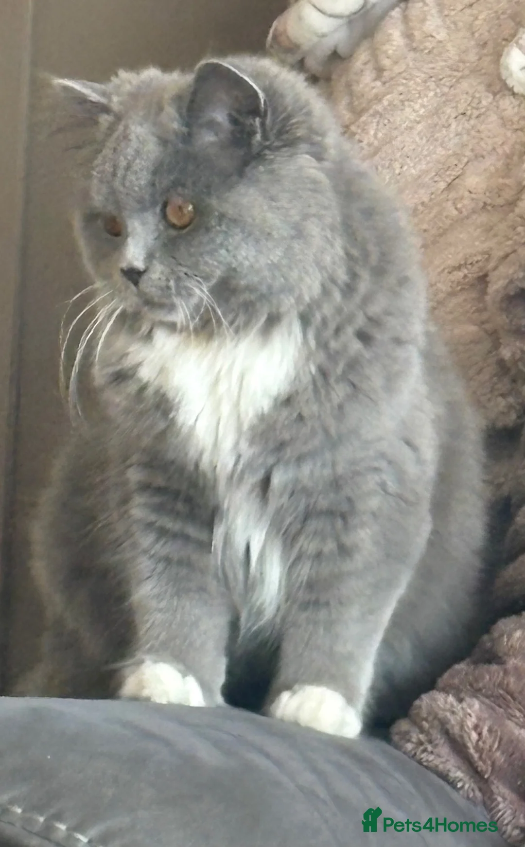Mixed Breed cats for sale: Persian x blh  - Advert 6
