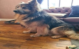 German Shepherd dogs for stud: Blue German shepherd PROVEN  - Image 17