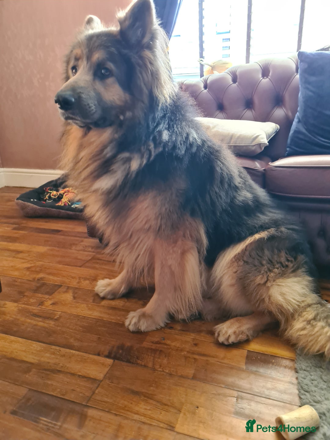German Shepherd dogs for stud: Blue German shepherd PROVEN  - Image 17