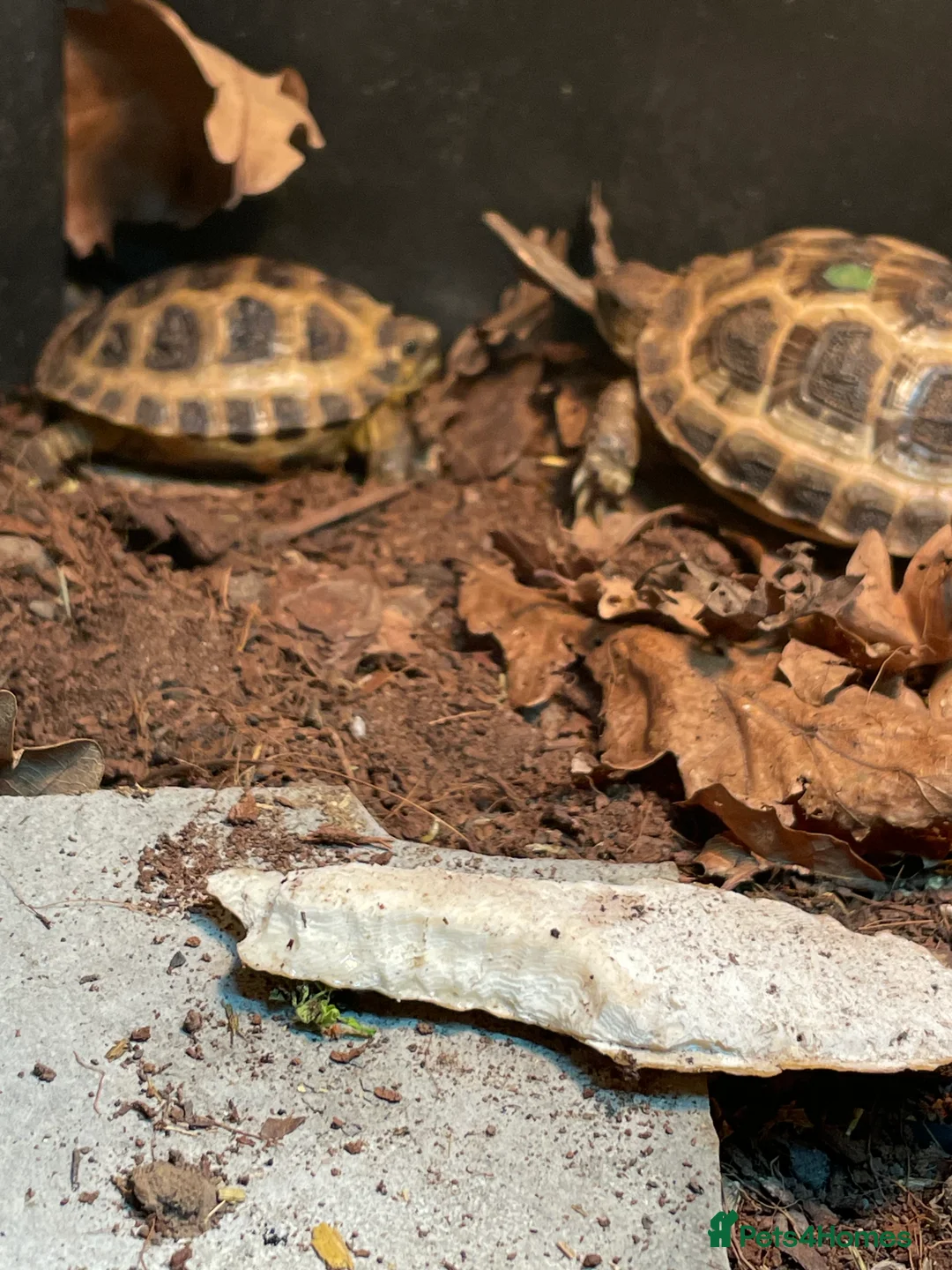 Tortoise reptiles for sale: Baby Horsfield Tortoise CB - Advert 1