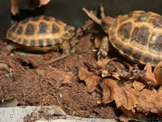 Tortoise reptiles Baby Horsfield Tortoise CB - Advert 1