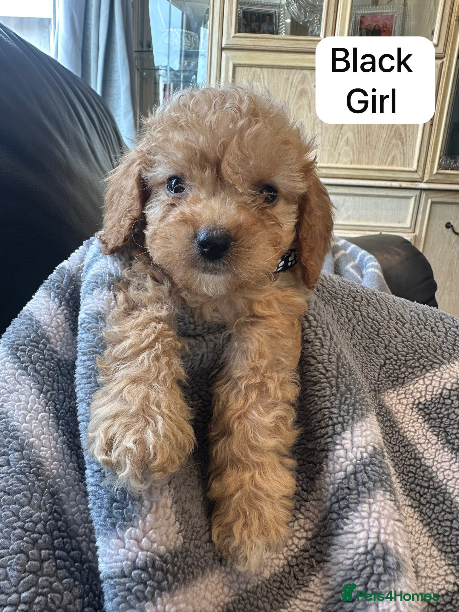 Cockapoo dogs Licensed F1b 3 Cockapoos ready to leave  - Advert 1