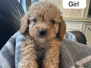 Cockapoo dogs Licensed F1b 3 Cockapoos ready to leave - Advert 3