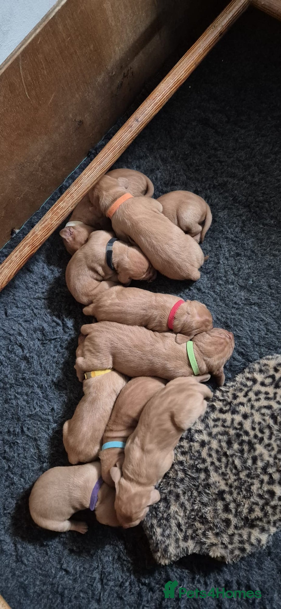 Hungarian Vizsla dogs for stud:   *Proven Stud* Son of Hungarian Grand Champion in Workington - Image 13