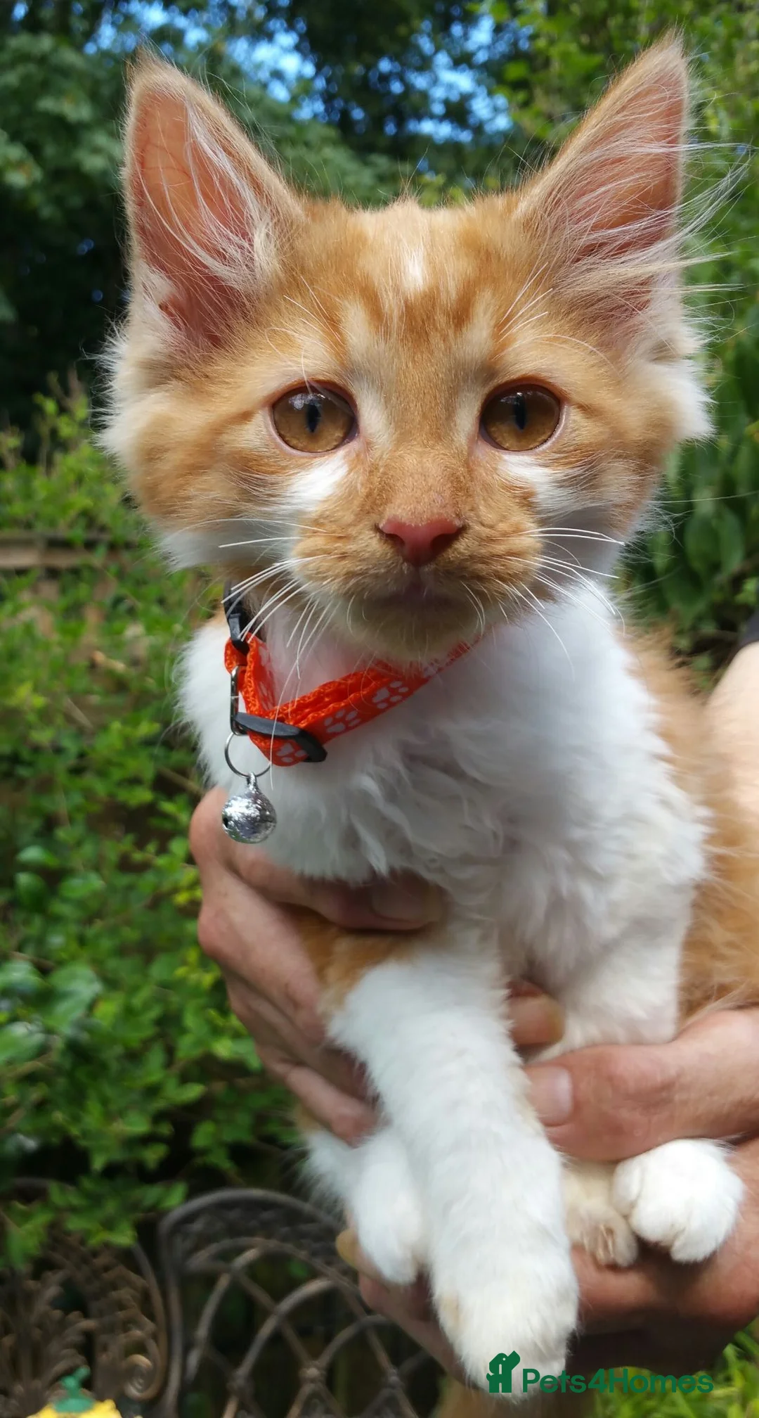 Mixed Breed cats for sale: Large Long Haired Kittens  Looking for good homes  - Advert 16
