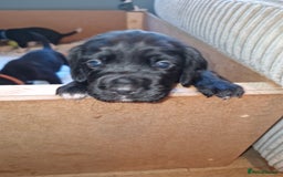 Bocker dogs for sale: Beautiful Bocker puppies - Advert 2