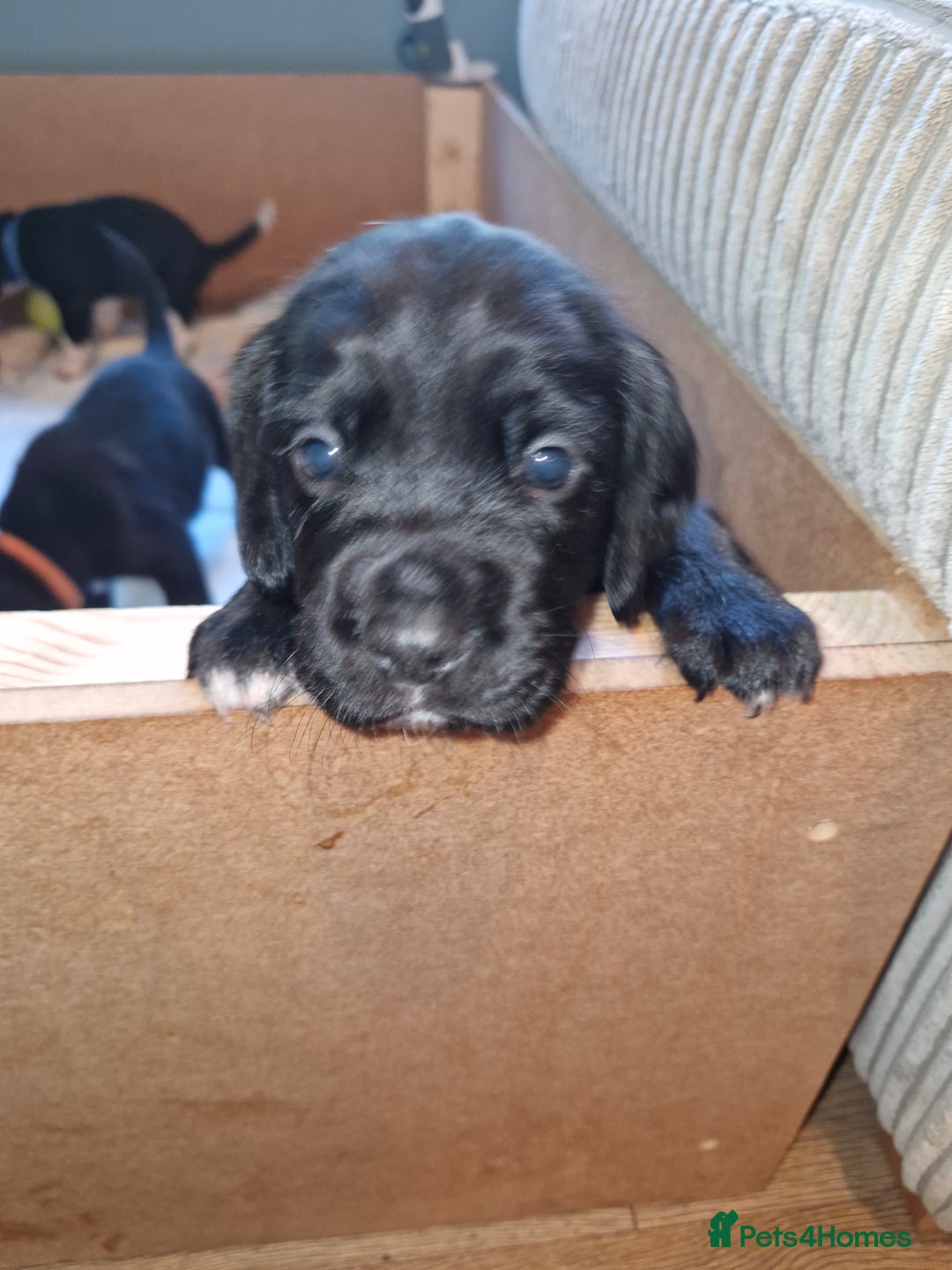 Bocker dogs for sale: Beautiful Bocker puppies - Advert 2