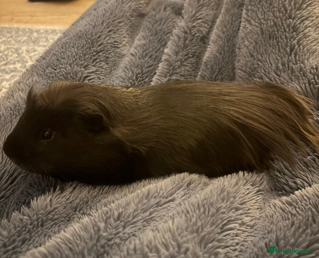 Guinea Pig rodents for sale: Stunning boar pair with all accessories  - Advert 3